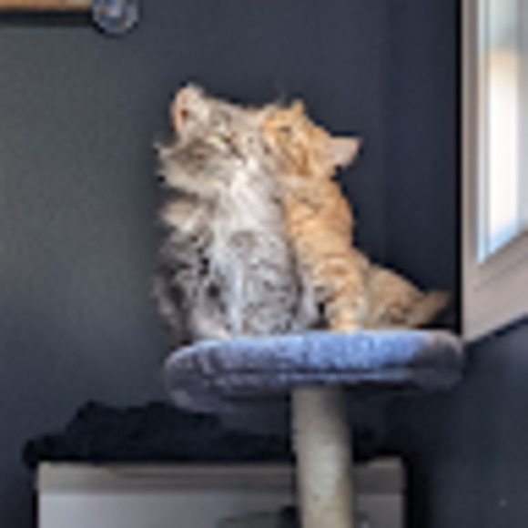 Meet your Posher, Joselyn - Picture 1 of 1